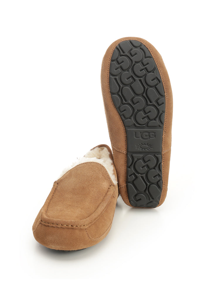 Ugg Ascot Scarpe basse - Brown | 359e4c11364d3746717ff63c58a945840b4b1382